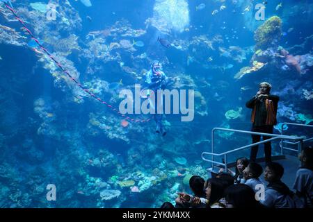 Eine Unterwassershow im Aquarienbecken mit einem Taucher, der ein Korallenriff erforscht. An der California Academy of Sciences, San Francisco. Stockfoto