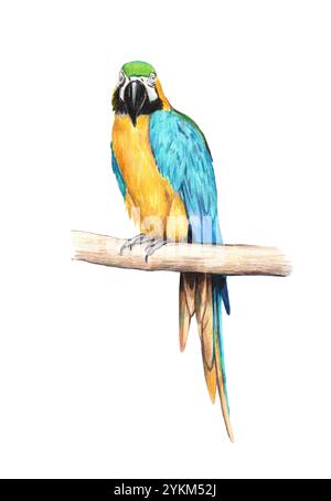 Handgezeichneter, farbenfroher gelber und blauer, realistischer Papagei. Makaw Buntstift Illustration. Stockfoto