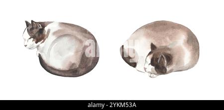 Schlafende siamkatze. Realistische Aquarellmalerei. Künstlerische Illustration isoliert auf weißem Hintergrund. Stockfoto