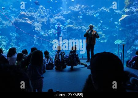Eine Unterwassershow im Aquarienbecken mit einem Taucher, der ein Korallenriff erforscht. An der California Academy of Sciences, San Francisco. Stockfoto