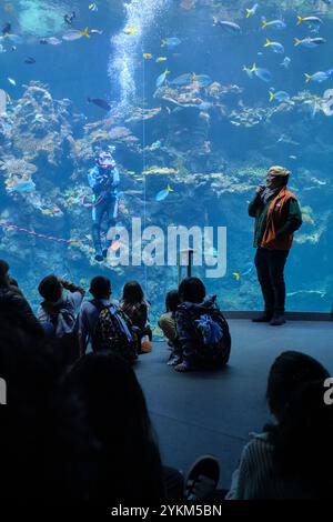 Eine Unterwassershow im Aquarienbecken mit einem Taucher, der ein Korallenriff erforscht. An der California Academy of Sciences, San Francisco. Stockfoto