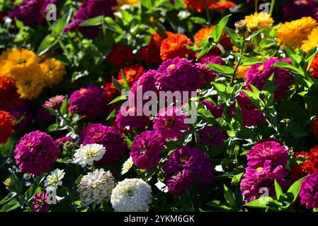 Violette Zinnia Stockfoto