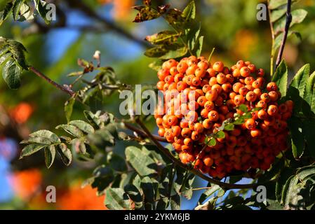 Rowan. Die Rowans oder Bergasche sind Sträucher oder Bäume der Gattung Sorbus der Rosenfamilie Rosaceae. Stockfoto