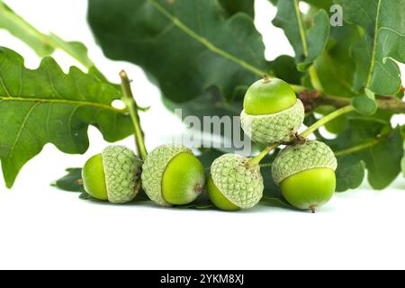 Nahaufnahme von leuchtenden grünen Eicheln auf Eichenzweigen, die die üppige Schönheit und das Wachstumspotenzial der Waldflora in einer natürlichen Umgebung zeigen. Stockfoto