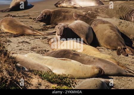 Wildes Leben in Zentral-Kalifornien in der Elefantenrobbenkolonie nahe Heast Castle und Big Sur, der beliebtesten Touristenattraktion. Stockfoto