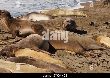 Wildes Leben in Zentral-Kalifornien in der Elefantenrobbenkolonie nahe Heast Castle und Big Sur, der beliebtesten Touristenattraktion. Stockfoto