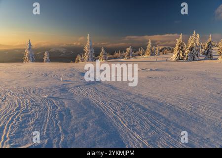 FRANKREICH, LOTHRINGEN, VOGESEN (88), BALLONS DES VOGESGES REGIONALER NATURPARK, FIR-BÄUME UNTER DEM SCHNEE AM HAUT FOURNEAU Stockfoto