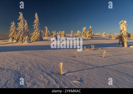 FRANKREICH, LOTHRINGEN, VOGESEN (88), BALLONS DES VOGESGES REGIONALER NATURPARK, FIR-BÄUME UNTER DEM SCHNEE AM HAUT FOURNEAU Stockfoto