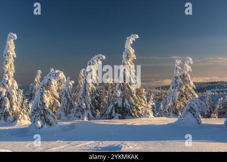 FRANKREICH, LOTHRINGEN, VOGESEN (88), BALLONS DES VOGESGES REGIONALER NATURPARK, FIR-BÄUME UNTER DEM SCHNEE AM HAUT FOURNEAU Stockfoto