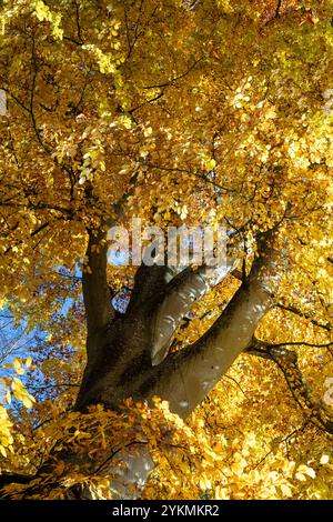 Fagus sylvatica. Buchenblätter im Herbst. Oxfordshire, England Stockfoto