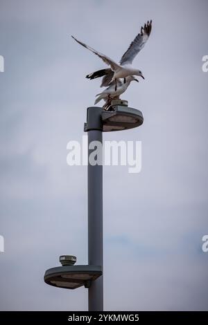 Zwei Möwen kämpfen um den Weltraum an einem Leuchtenpfosten in Bondi Beach, Sydney, Australien. Stockfoto