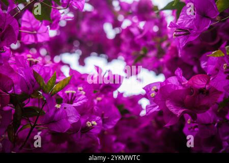 Leuchtende magentafarbene Blüten auf Bougainvillea-Baum in Sydney, Australien Stockfoto