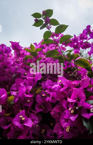 Leuchtende magentafarbene Blüten auf Bougainvillea-Baum in Sydney, Australien Stockfoto
