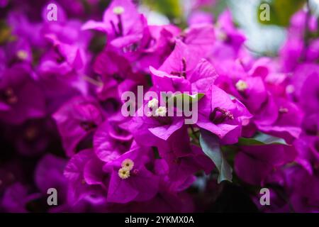 Leuchtende magentafarbene Blüten auf Bougainvillea-Baum in Sydney, Australien Stockfoto
