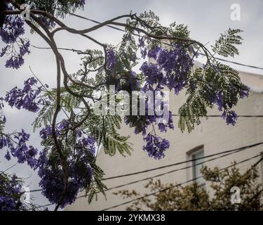 Lila Blüten blühen auf Jacaranda-Bäumen in Sydney, New South Wales, Australien. Stockfoto