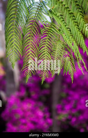 Riesige Farnblätter hängen vor magentafarbenen Bougainvillea-Blüten in Sydney, New South Wales, Australien. Stockfoto