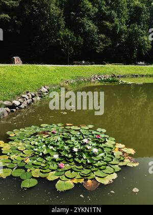 Ein ruhiger Teich, umgeben von üppigem Grün, mit leuchtenden rosa und weißen Seerosen. Die friedliche natürliche Umgebung schafft ein Gefühl der Ruhe Stockfoto