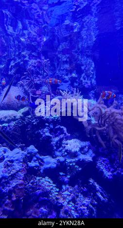 Lebendiges blaues Meer mit einem Korallenriff und verschiedenen Fischen, die darin schwimmen. Die Fische sind orange und blau, was eine schöne und lebendige Szene schafft. Die Korallen r Stockfoto