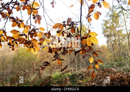 Goldene Blätter auf hängenden Ästen Stockfoto