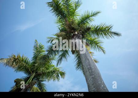 Areca-Nusspalmen, Betel-Nüsse, Betel-Palmen (Areca catechu) hängen an ihrem Baum. Stockfoto