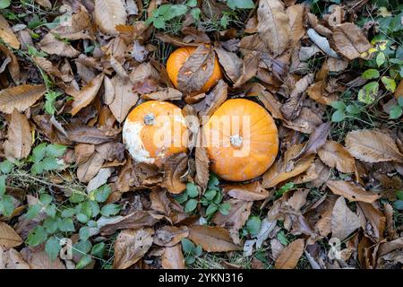 Verlassene Kürbisse im Wald Stockfoto
