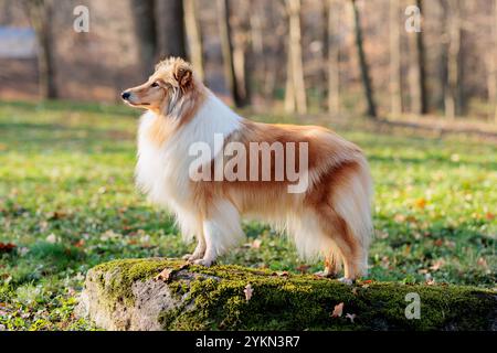 Bezaubernder rot-weißer Rough Collie Hund auf einem Spaziergang durch den Park mit gelb gefallenen Ahornblättern im Herbst Stockfoto