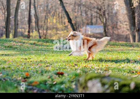 Bezaubernder rot-weißer Rough Collie Hund auf einem Spaziergang durch den Park mit gelb gefallenen Ahornblättern im Herbst Stockfoto