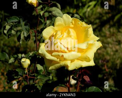 Rosenblumen, Ooty Rose Garden Stockfoto