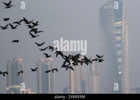 Große Kormorane (Phalacrocorax carbo) strömen im Flug, Hintergrund von Shenzhen City, gesehen vom Mai Po Naturschutzgebiet, Hongkong, China Stockfoto