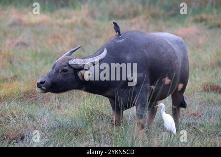 Asiatischer Wasserbüffel (domestiziert) (Bubalus bubalis) mit Rinderreiher (Bubulcus coromandus), Mai Po Nature Reserve, Hongkong, China Stockfoto