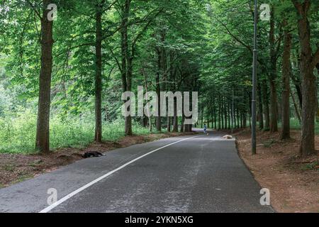 Russland, Kislowodsk - 19. Juni 2024: Nationalpark Kislowodsk Stockfoto