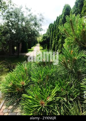 Eine ruhige Szene mit lebendigen immergrünen Bäumen, die an einen gepflasterten Weg in einem Garten Grenzen. Das Grün weckt ein Gefühl von Ruhe und natürlicher Schönheit, pe Stockfoto