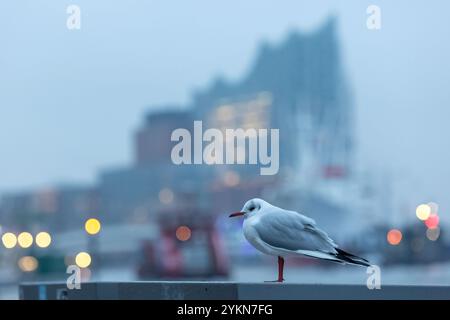 Hamburg, Deutschland. November 2024. Eine Möwe sitzt morgens bei trübem Wetter mit Nieselregen im Hamburger Hafen auf einer Kiste. Die Silhouette der Elbphilharmonie ist im Hintergrund zu sehen. Quelle: Bodo Marks/dpa/Alamy Live News Stockfoto