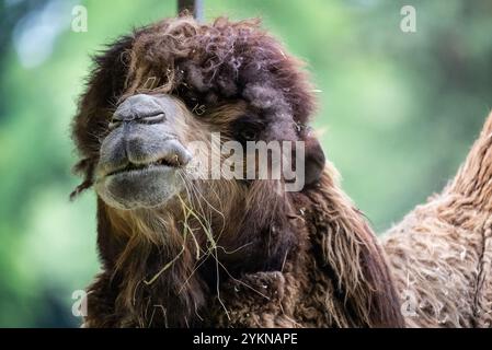 Nahaufnahme eines baktrischen Kamels mit dickem Fell und einzigartigen Gesichtszügen, mit Heusträhnen im Mund. Porträt eines Kamels im Zoo. Stockfoto