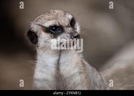 Gruppe von Erdmännchen, die aufmerksam aufrecht stehen. Erdmännchen stehend, aufmerksam und neugierig, während sie ihre Umgebung beobachten Meerkat im Zoo. Stockfoto