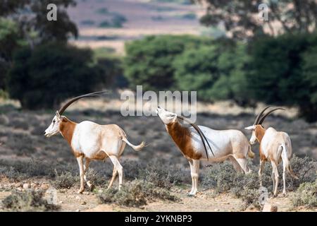 Oryx, Oryx Dammah, Bou-Hedma Nationalpark, Tunesien. Stockfoto