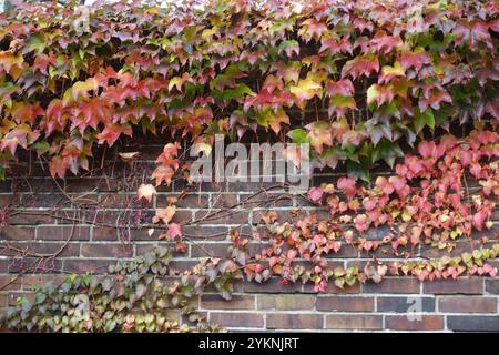 Blätter im Herbst an einer Wand Stockfoto