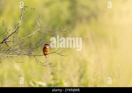 Ausgewachsener malachitenvogel, Corythornis cristatus, auf einem Zweig im Queen Elizabeth National Park, Uganda. Stockfoto