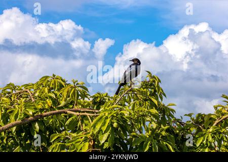 Ein Ruppell-Star, Lamprotornis purpuroptera, auch bekannt als Ruppells-Hochglanz oder Langschwanzstern, thront auf einem Baum Stockfoto