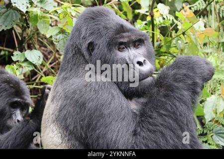 Silverback Gwigi der Kahungye Berggorillagruppe im Bwindi Inpenetrable Forest in Uganda, der Blätter isst Stockfoto