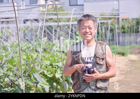 Man erntet Terashima Auberginen, ein Edo-Tokio-Gemüse Stockfoto