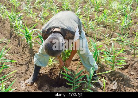 Mann erntet Yanaka Ingwer, ein Edo-Tokio-Gemüse. Stockfoto