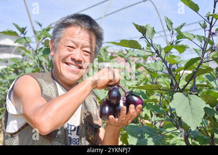 Man erntet Terashima Auberginen, ein Edo-Tokio-Gemüse Stockfoto