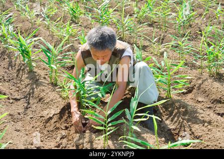 Mann erntet Yanaka Ingwer, ein Edo-Tokio-Gemüse. Stockfoto