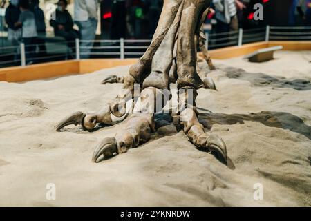 Dinosaurier-Fussknochenkralle alt. Hochwertige Fotos Stockfoto