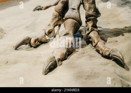 Dinosaurier-Fussknochenkralle alt. Hochwertige Fotos Stockfoto