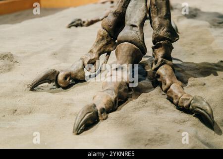 Dinosaurier-Fussknochenkralle alt. Hochwertige Fotos Stockfoto