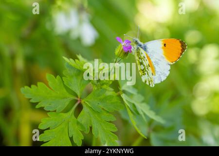 Anthocharis cardamines männlicher Schmetterling mit Orangenspitze, der sich an rosa Blume Geranium robertianum ernährt. Hochwertige Fotos Stockfoto