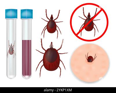 Ixodida oder Zecken. Zeckenenzephalitis und Lyme-Borreliose-Impfung. Stock Vektor