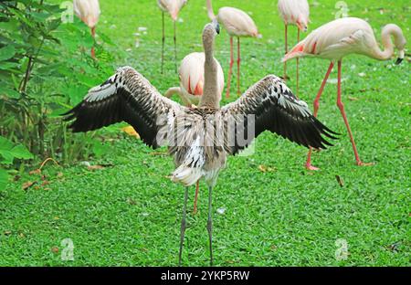 Unreife Flamingo verbreitet Flügel unter seiner Flamboyanz Stockfoto